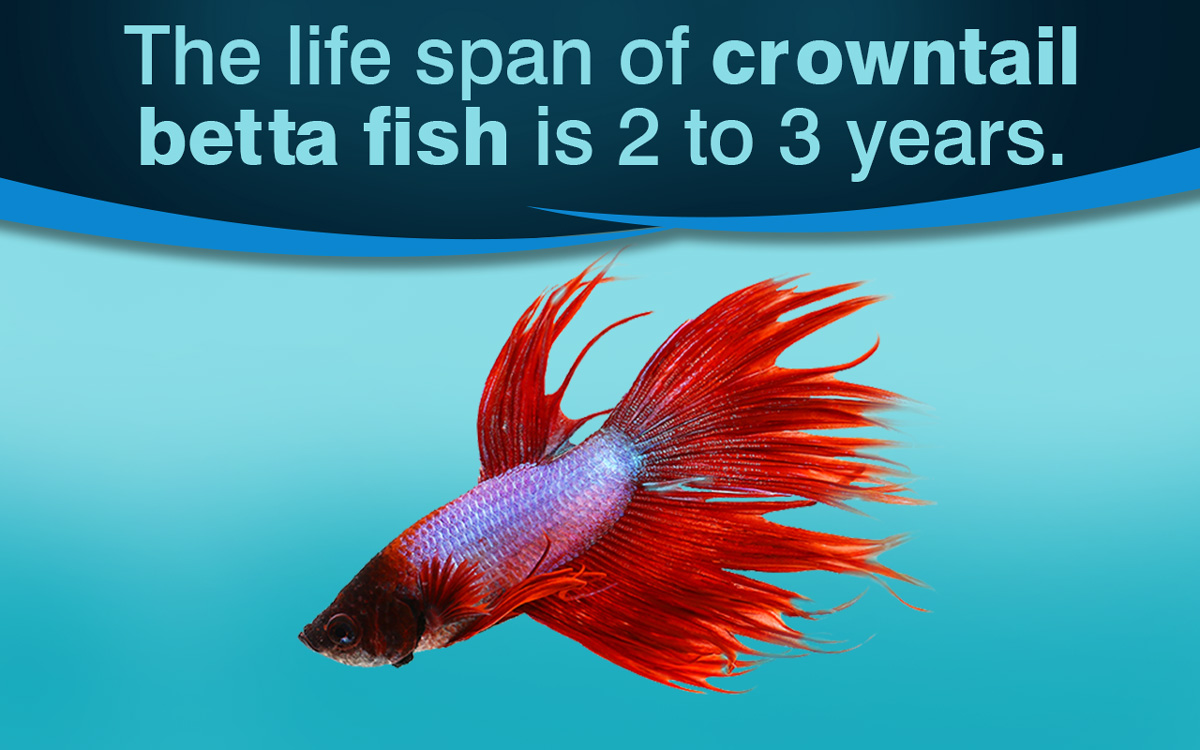 Facts and Care Tips About the Beautiful Crowntail Betta Fish - Pet Ponder