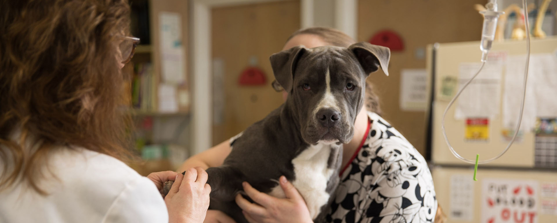 The best care takers of any kind of pets - Dineen Animal Hospital